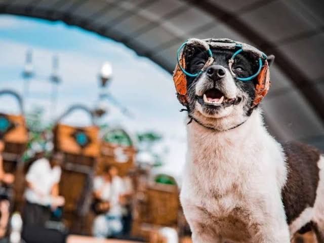 Woofstock Dubai: Dog Activities, Food and Family Fun